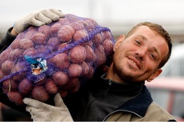 Картофельный союз: Минсельхоз поторопился с выводами по урожаю